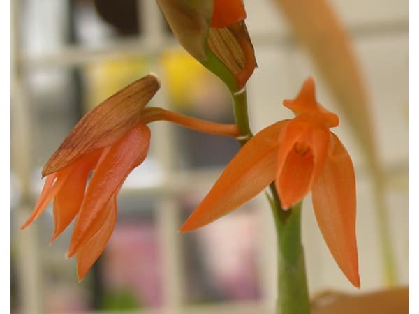 珍しい山野草のおすすめ人気商品一覧 通販 - Yahoo!ショッピング