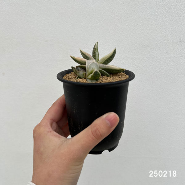 観葉植物 ガステリア 美鈴の富士 3号鉢植えの詳細画像1