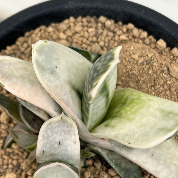 観葉植物 ガステリア 美鈴の富士 3号鉢植えの詳細画像2