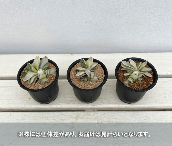 観葉植物 ガステリア 美鈴の富士 3号鉢植えの詳細画像4