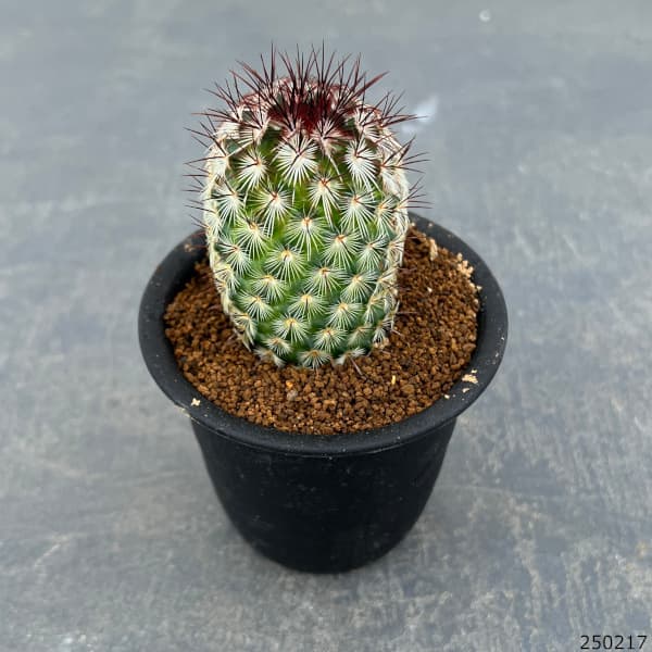 観葉植物 マミラリア 夕霧 3号鉢植え : 園芸ネット - 通販 - Yahoo