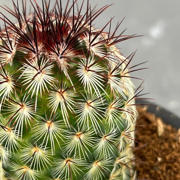 観葉植物 棚卸セール マミラリア 夕霧 3号鉢植え : 園芸ネット - 通販