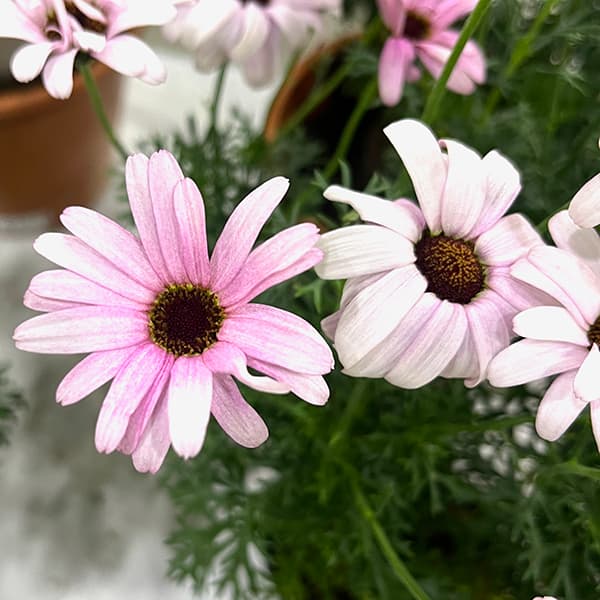 ローダンセマム（苗） | 花、ガーデニング のおすすめ人気商品一覧