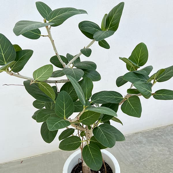 観葉植物 フィカス ベンガレンシス 8号鉢植え_1