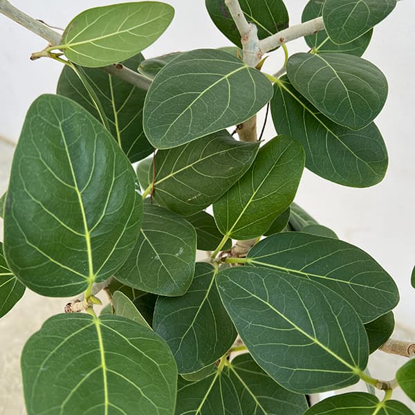 観葉植物 フィカス ベンガレンシス 8号鉢植え_2