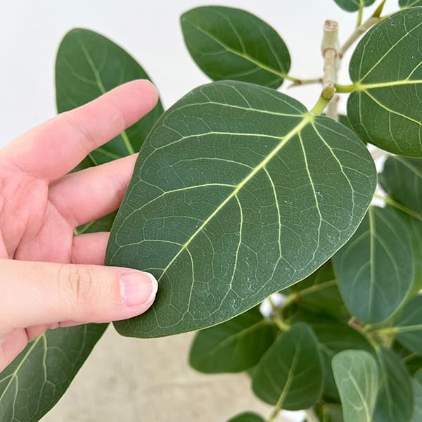 観葉植物 フィカス ベンガレンシス 8号鉢植え_3