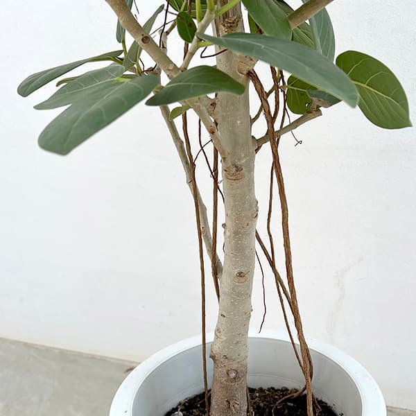 観葉植物 フィカス ベンガレンシス 8号鉢植え_4
