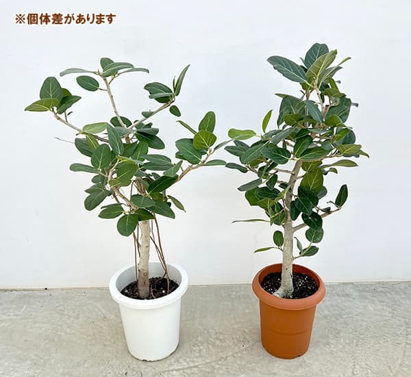 観葉植物 フィカス ベンガレンシス 8号鉢植え_5