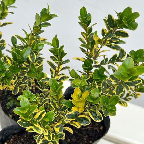 ツゲ（苗木、植木） | 花、ガーデニング のおすすめ人気商品一覧 通販