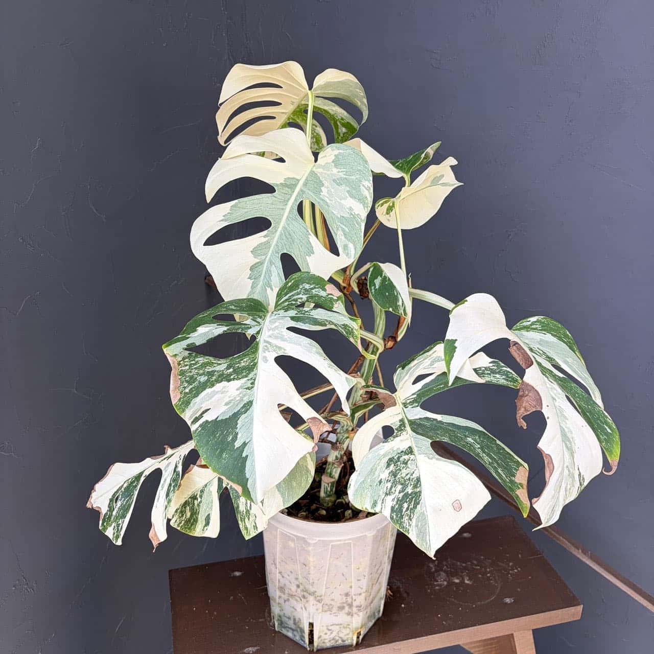 観葉植物 モンステラ ボルシギアーナ(白斑) ...の詳細画像1