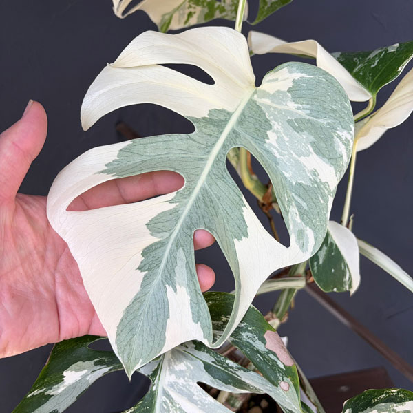 観葉植物 モンステラ ボルシギアーナ(白斑) ...の詳細画像2