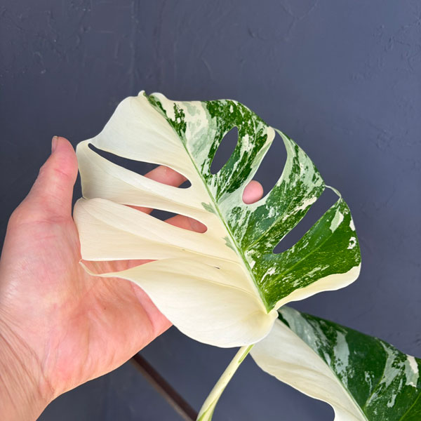 観葉植物 モンステラ ボルシギアーナ(白斑) ...の詳細画像3