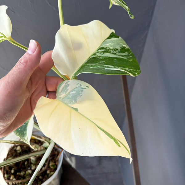 観葉植物 モンステラ ボルシギアーナ(白斑) ...の詳細画像4