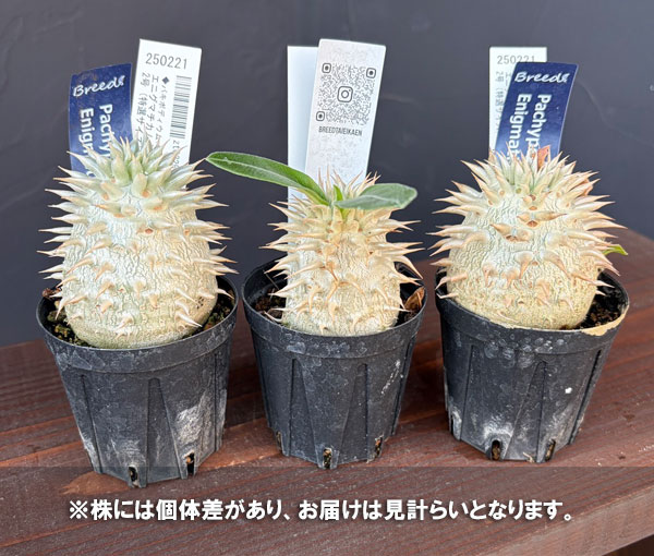 観葉植物 パキポディウム エニグマチカム（実生株） 2号* : 園芸ネット