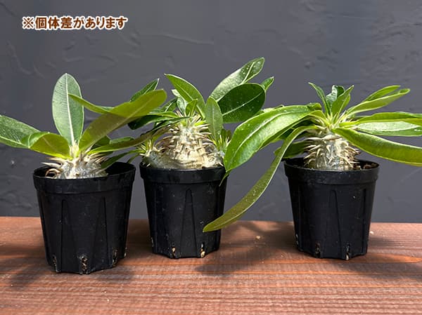 観葉植物 パキポディウム エニグマチカム（実生株） 2号* : 園芸ネット