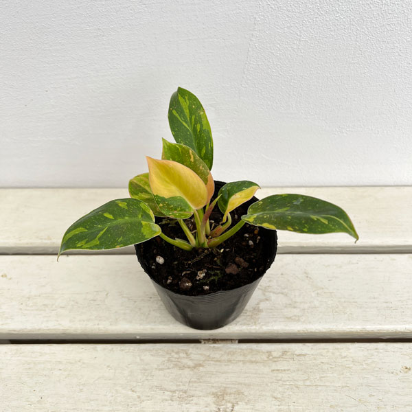 観葉植物 フィロデンドロン グリーンコンゴ バ...の詳細画像3