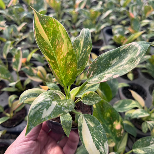 観葉植物 フィロデンドロン グリーンコンゴ バ...の詳細画像1