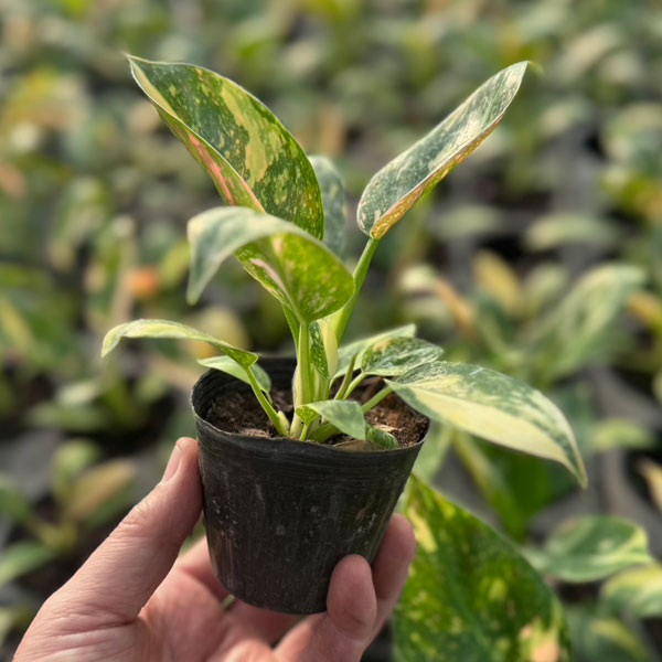 観葉植物 フィロデンドロン グリーンコンゴ バ...の詳細画像2