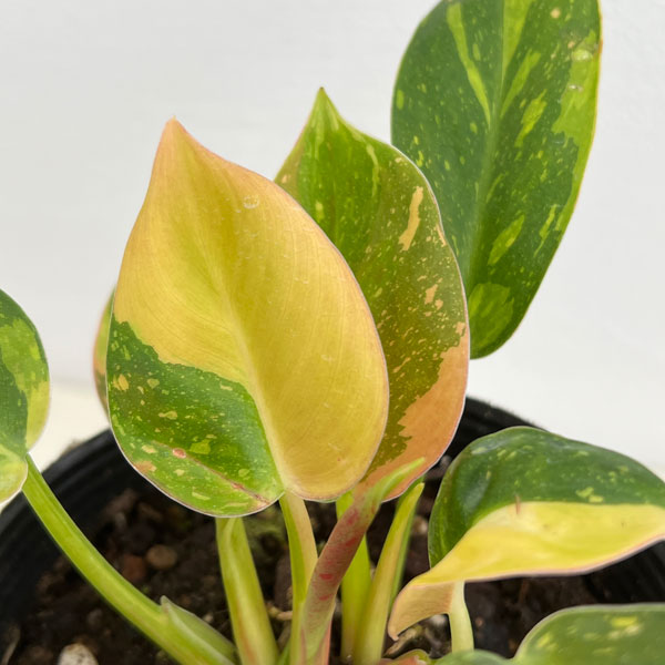 観葉植物 フィロデンドロン グリーンコンゴ バ...の詳細画像4