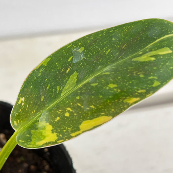 観葉植物 フィロデンドロン グリーンコンゴ バ...の詳細画像5