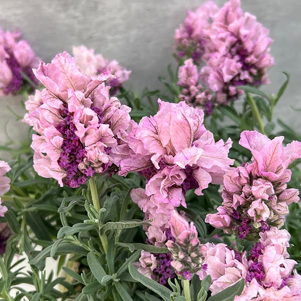 フレンチラベンダーのおすすめ人気商品一覧 通販 - Yahoo!ショッピング