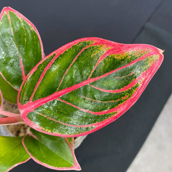 ★ポットごと♡ロータス デライト♡アグラオネマ♡希少♡観葉植物 アグラオネマ ロータス デライト「Aglaonema Lotus Delight」♡大