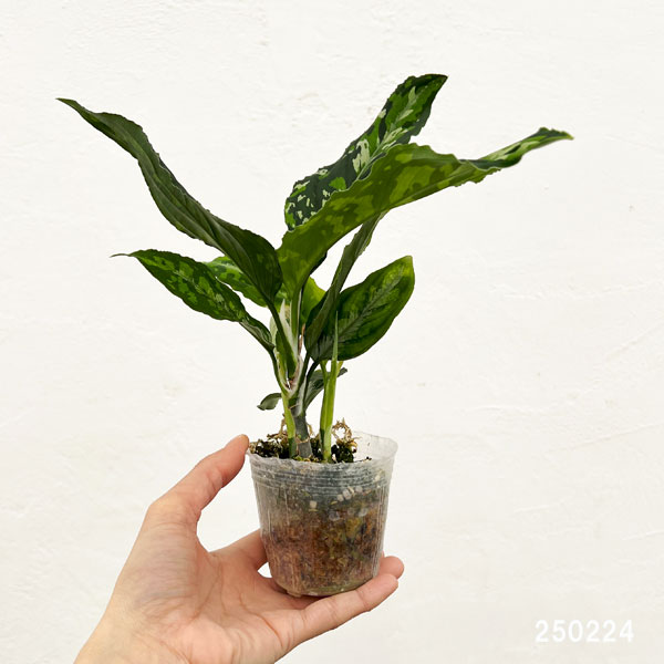 アグラオネマ ピクタムのおすすめ人気商品一覧 通販 - Yahoo!ショッピング