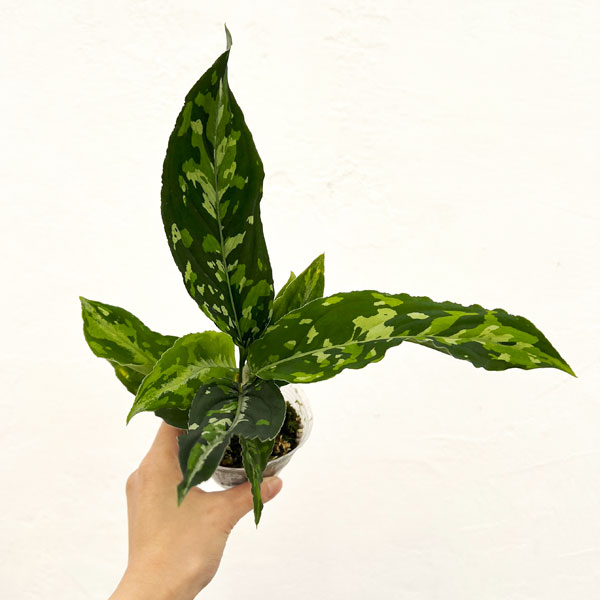 アグラオネマ ピクタムのおすすめ人気商品一覧 通販 - Yahoo!ショッピング