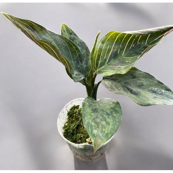 アグラオネマのおすすめ人気商品一覧 通販 - Yahoo!ショッピング