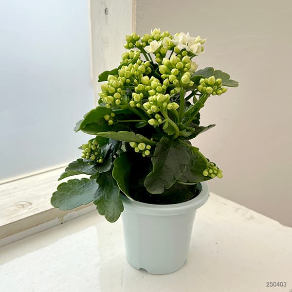 カランコエ 白（生花） | 花、ガーデニング のおすすめ人気商品一覧