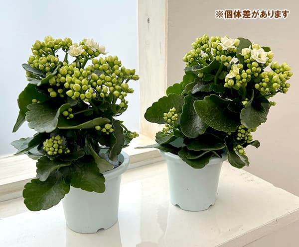 カランコエ 白い花 kalanchoe-saxifragales-