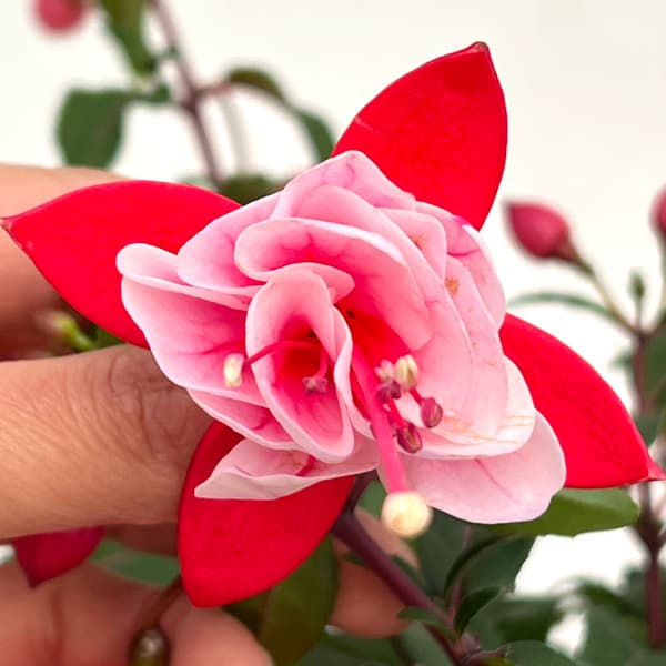 フクシア（花の苗）｜苗 | 花、ガーデニング のおすすめ人気商品一覧