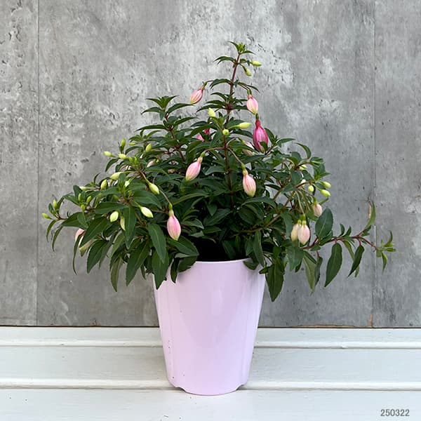 フクシア（花の苗）｜苗 | 花、ガーデニング の商品一覧 通販 - Yahoo