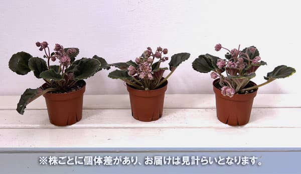 セントポーリア カルダモン3.5号ポットの詳細画像2