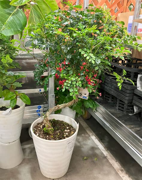 観葉植物/シマトネリコ（ねじり・曲がり仕立て）8号鉢植え