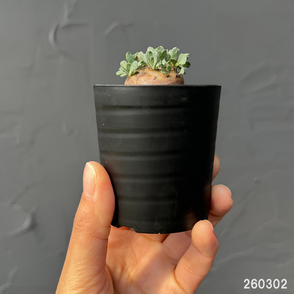 オトンナ ユーフォルビオイデス（花、ガーデニング）のおすすめ人気