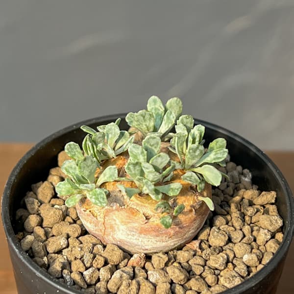 オトンナ ユーフォルビオイデス（花、ガーデニング）のおすすめ人気