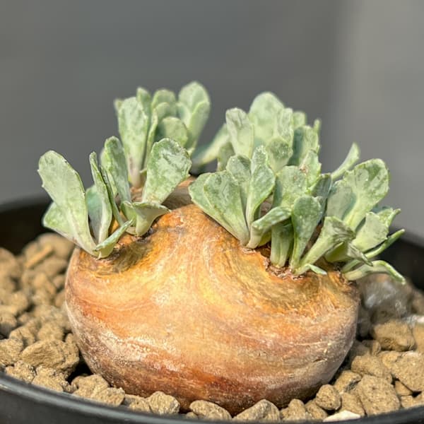 オトンナ ユーフォルビオイデス（花、ガーデニング）のおすすめ人気