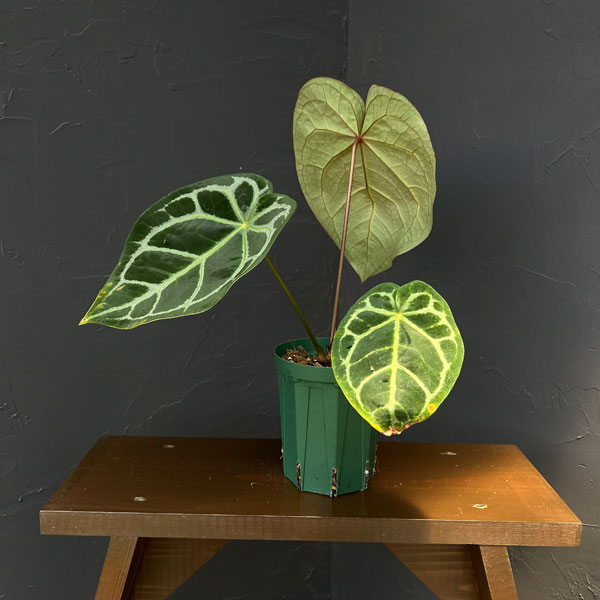 観葉植物 アンスリウム(原種) マグニフィカム...の詳細画像1