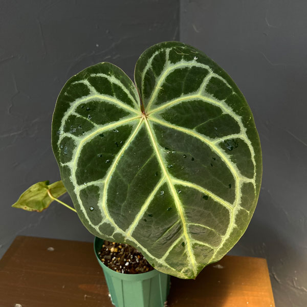 観葉植物 アンスリウム(原種) マグニフィカム...の詳細画像2