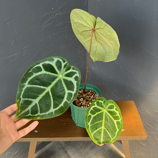 観葉植物 アンスリウム(原種) マグニフィカム...の詳細画像3