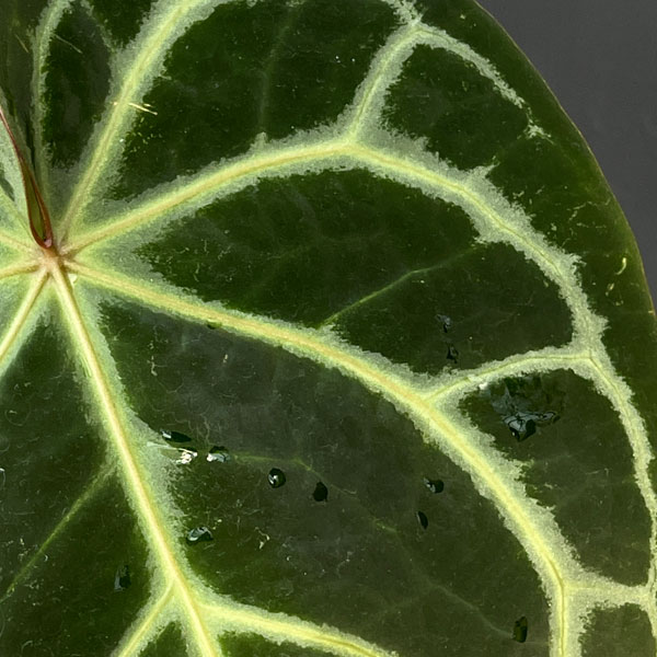 観葉植物 アンスリウム(原種) マグニフィカム...の詳細画像4
