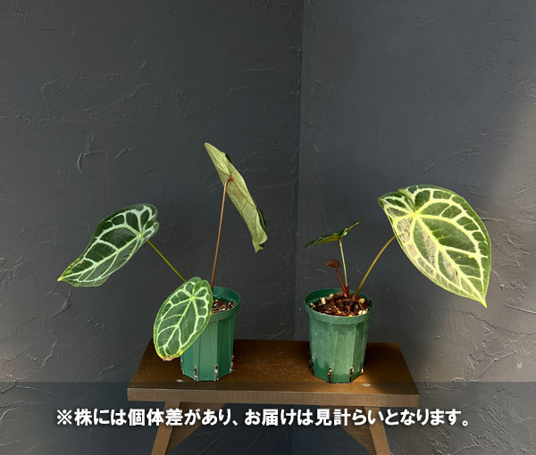 観葉植物 アンスリウム(原種) マグニフィカム...の詳細画像5