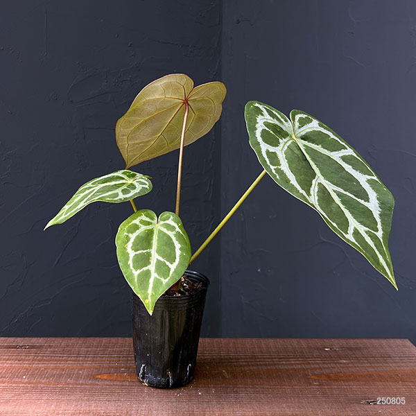 観葉植物 アンスリウム（原種） マグニフィカム シルバー×（ミシェル