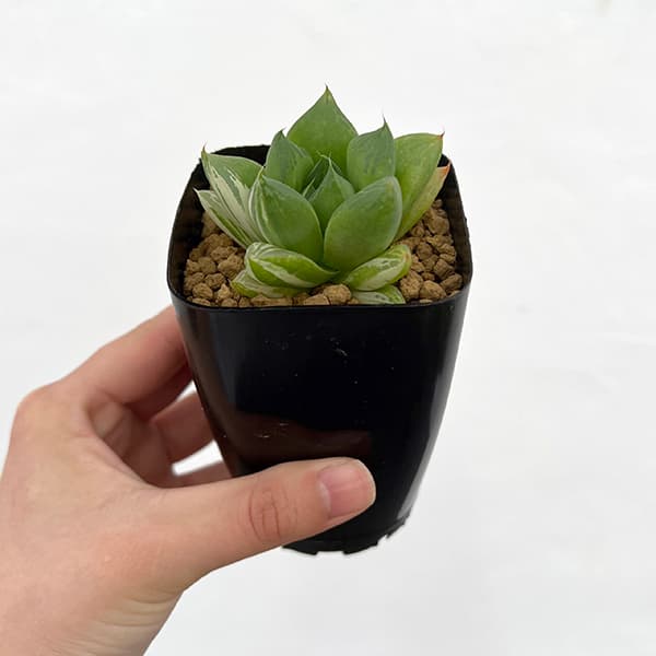 ハオルチア 錦のおすすめ人気商品一覧 通販 - Yahoo!ショッピング