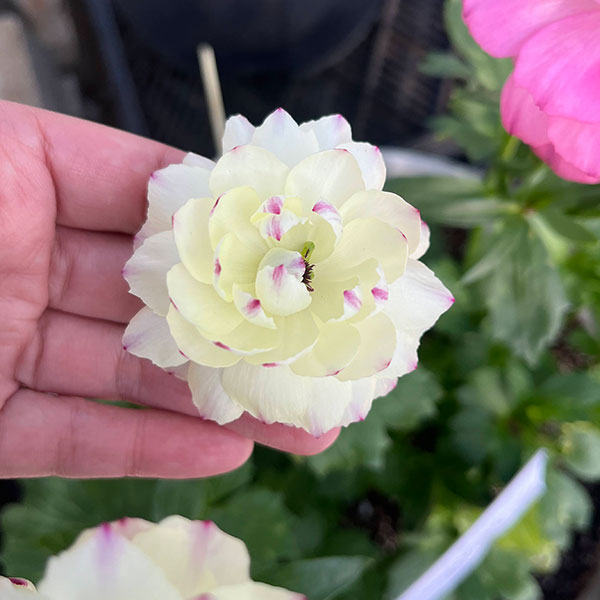 草花の苗 ラナンキュラス ラックス ペネロペ3.5-4号ポット : 園芸