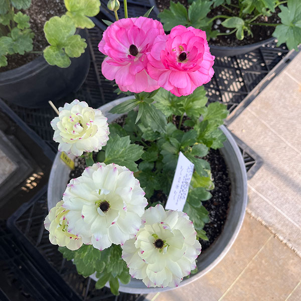 草花の苗 ラナンキュラス ラックス ペネロペ3.5-4号ポット 6株セット