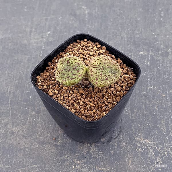 観葉植物 チレコドン ノルティ 2.5号鉢植え...の詳細画像1