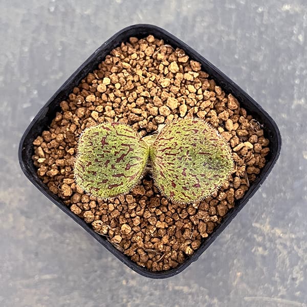 観葉植物 チレコドン ノルティ 2.5号鉢植え...の詳細画像2