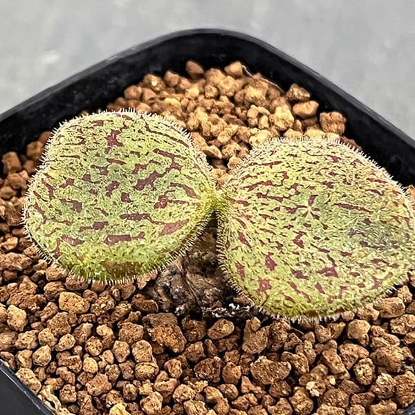 観葉植物 チレコドン ノルティ 2.5号鉢植え...の詳細画像3